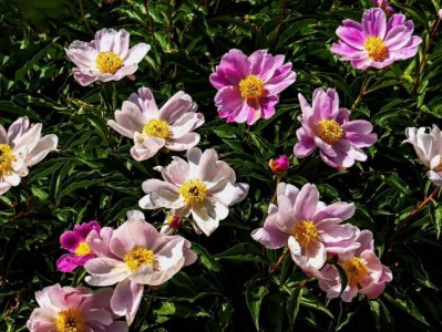 2025呼和浩特和林格尔芍药花节活动时间+地点+内容