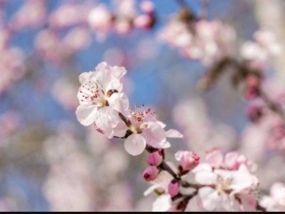 2025北京赏花时间预报（持续更新中）