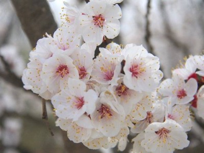 北京海淀赏花去哪里?
