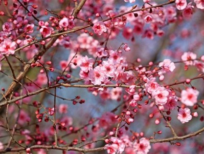 北京通州赏花时间一览
