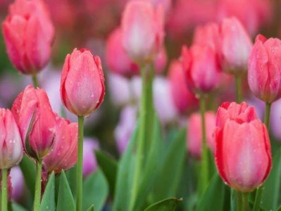 2025上海徐汇赏花日历（花期预告）