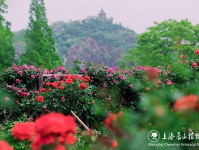2025上海辰山植物园月季展参观攻略