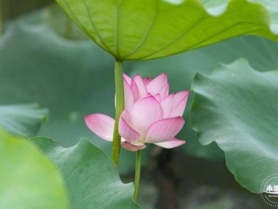 深圳洪湖公园荷花花期到什么时候结束