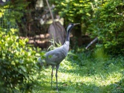 2025深圳野生动物园中高考生免费入园(时间+规则+预约入口)