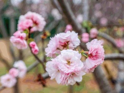 2025深圳春节花展盘点(时间、地点、门票、交通)