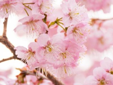 湖南省植物园樱花攻略(开花时间+入园预约+离哪个门近)