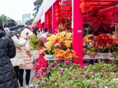 2025深圳迎春花市时间、地点及看点