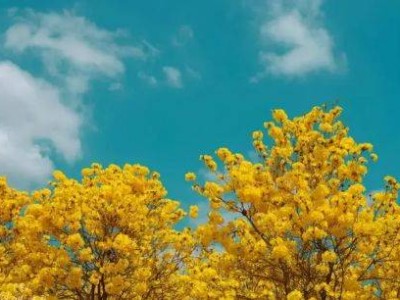 珠海3月赏花攻略(时间+地点+花种)