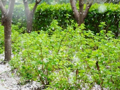 2025上海普陀赏花时间一览(附观赏地点)