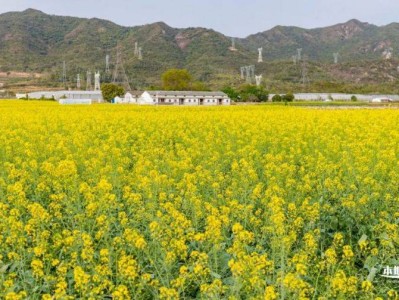 大鹏油菜花什么时候开(时间)