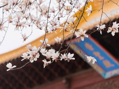 南京9大玉兰花观赏地推荐(附地址+开放时间+门票)