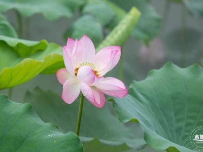 2025深圳荷花节是什么时候(时间)