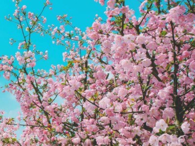 2025天津水上公园赏花全攻略（花种/时间/地点）