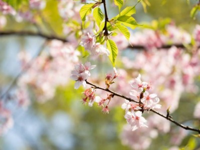2025唐山樱花赏花地点+时间