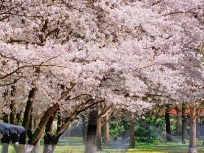 赤山景区樱花节五一活动