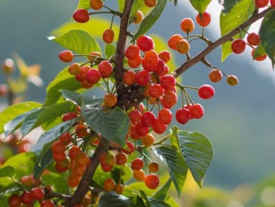 2025重庆南岸区樱桃采摘攻略（地点、时间）