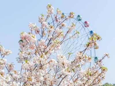 2025深圳观澜湖樱花节时间+地点+门票
