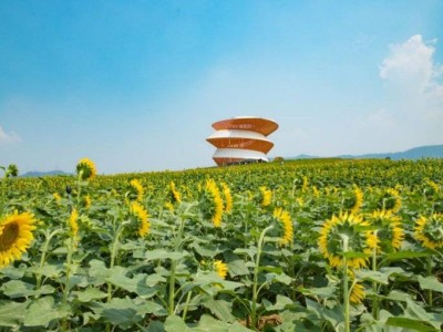 2025年深圳光明欢乐田园端午节闭园吗？