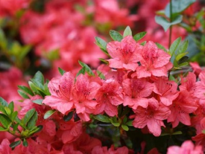 长沙杜鹃花观赏攻略(地址汇总+开花时间)
