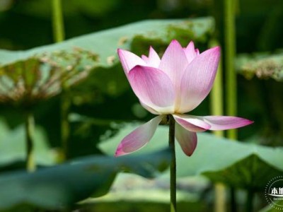 深圳洪湖公园荷花开了吗2025