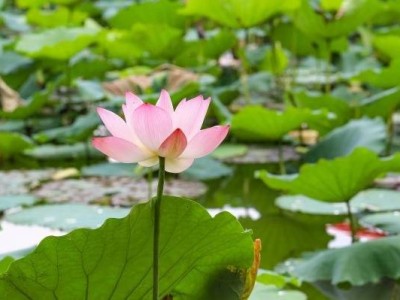 2025深圳洪湖公园的荷花什么时候开放呢？