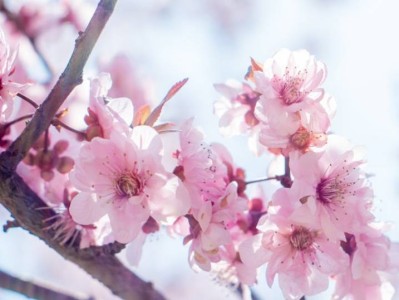2025天津赏花时间表(持续更新)