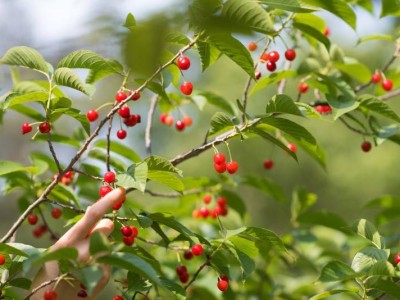 2025重庆巴南区摘樱桃的地方（采摘时间、交通）