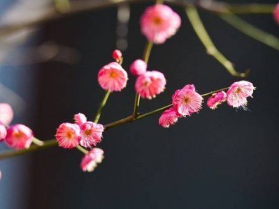 南京梅花山游玩时间什么时候最好