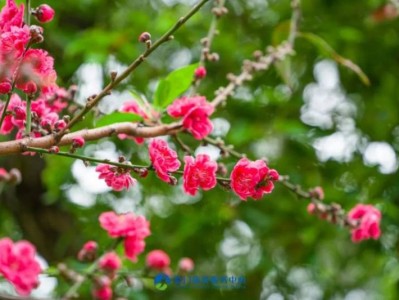 厦门忠仑公园3月赏花攻略(时间+赏花点)
