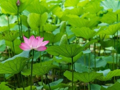 深圳洪湖公园荷花喷雾时间及位置