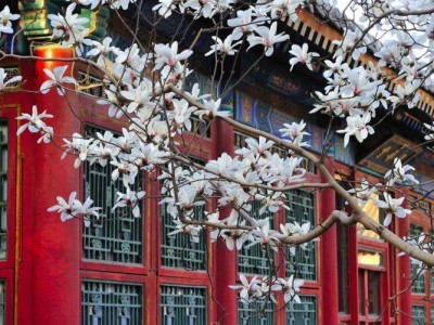 北京玉兰花开放时间(始花期+盛花期)