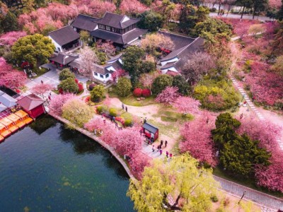 2025南京樱花最佳赏樱时间+打卡地全攻略