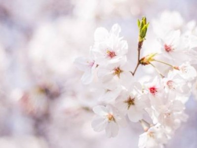 2025南京中山植物园樱花开了吗(更新中)