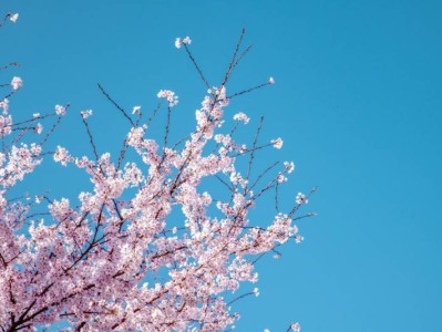 株洲樱花观赏指南(观赏时间+观赏地点)