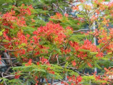 2025观澜河龙舟赛最新消息(时间、地点、门票)