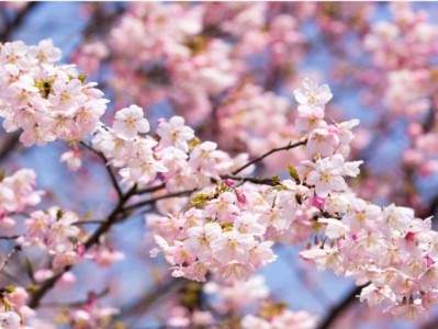 无锡鼋头渚赏花时间表(花期+观赏地点)