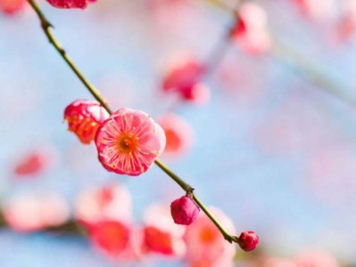 2025成都浣花溪红梅观赏时间+打卡点
