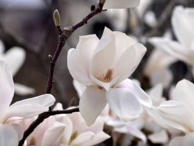天津玉兰花什么时候开?(时间+地点)