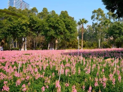 厦门五缘湾湿地公园赏花指南（时间＋地点＋费用）