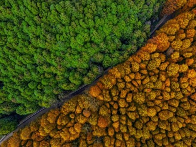 重庆南川山王坪游玩攻略（开放时间+门票+交通指南）