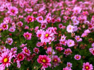 武汉植物园波斯菊开花赏花时+位置+门票2025