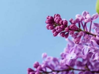 2025年哈尔滨丁香花开放时间