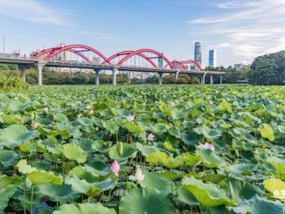 深圳洪湖公园看荷花最佳时间