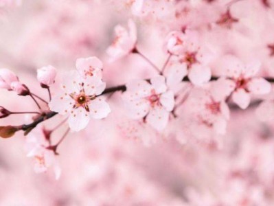 兰州樱花在哪里看(附赏花时间+花期+交通指南)