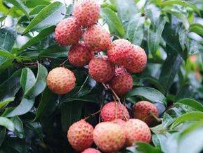 深圳观澜山水田园荔枝采摘攻略(时间+位置+价格+交通)