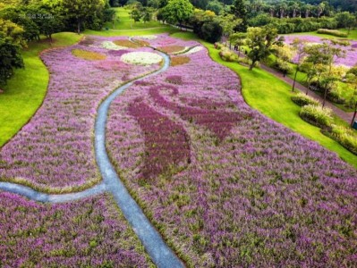 厦门千日红赏花攻略(时间+地点+门票)