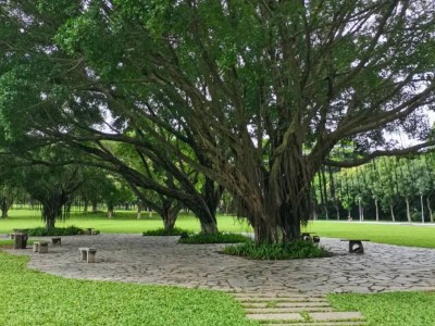 2025东莞植物园荔枝科普展活动指南（时间+地点+亮点）