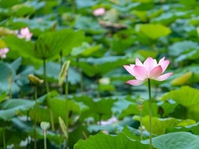 深圳洪湖公园荷花展到什么时候结束(持续时间)