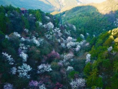 浏阳大围山樱花观赏指南(开花时间+地址+赏花路线)