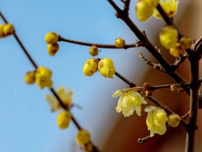2025天津赏花时间表出炉(花期+赏花地点推荐)